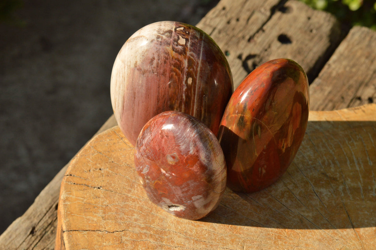 Polished Petrified Red Podocarpus Wood Standing Free Forms x 4 From Mahajanga, Madagascar - TopRock