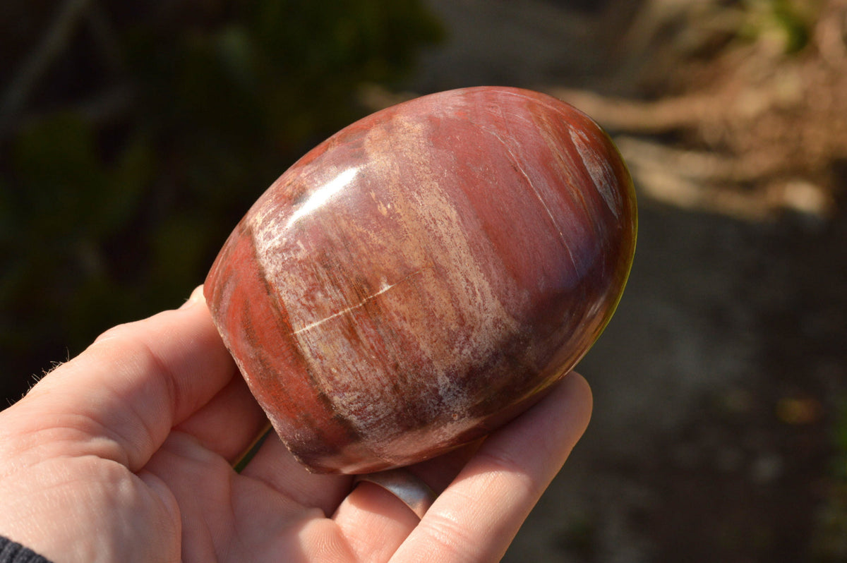 Polished Petrified Red Podocarpus Wood Standing Free Forms x 4 From Mahajanga, Madagascar - TopRock