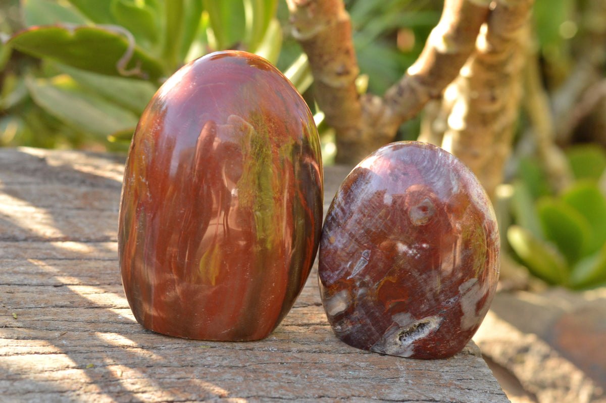 Polished Petrified Red Podocarpus Wood Standing Free Forms x 4 From Mahajanga, Madagascar - TopRock