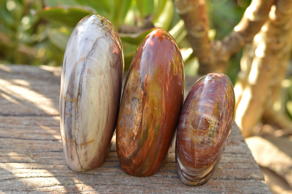 Polished Petrified Red Podocarpus Wood Standing Free Forms x 4 From Mahajanga, Madagascar - TopRock