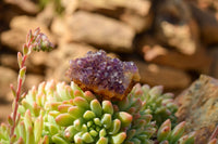 Natural Small Dark "Amethystos" Amethyst Clusters x 35 From Kwaggafontein, South Africa - TopRock