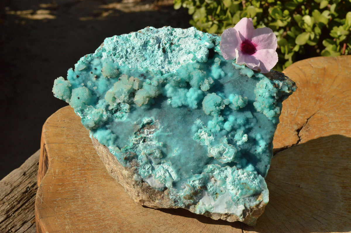 Natural Huge Drusy Chrysocolla Dolomite Specimen With Unique Crystallisation x 1 From Lupoto Mine, Congo - TopRock