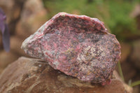 Natural Rough Pink Rhodonite Specimens  x 5 From Zimbabwe - Toprock Gemstones and Minerals