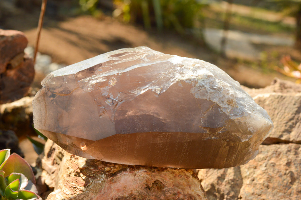Natural Large Smokey Quartz Crystal x 1 From Mt. Mulanje, Malawi - TopRock