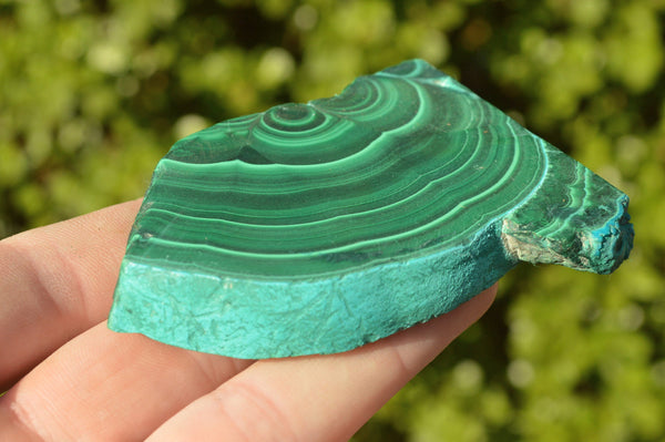 Polished Malachite Slices With Chrysocolla Edging x 12 From Congo - TopRock