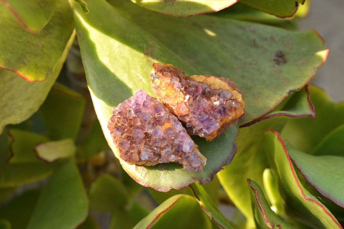Natural Small Dark "Amethystos" Amethyst Clusters x 66 From Kwaggafontein, South Africa - TopRock