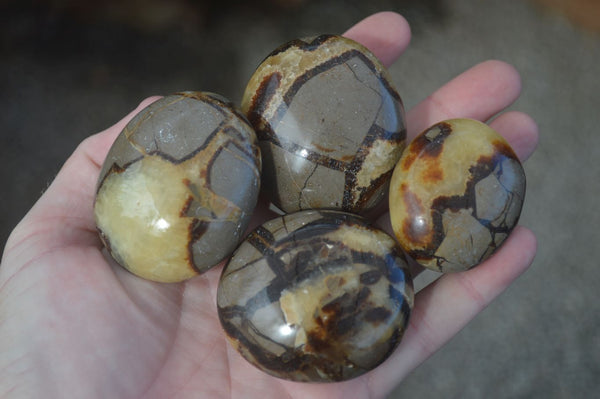 Polished Septerye Palm Stones  x 12 From Madagascar - TopRock