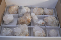 Natural White Cactus Flower Spirit Quartz Specimens x 12 From Boekenhouthoek, South Africa - Toprock Gemstones and Minerals
