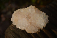 Natural White Cactus Flower Spirit Quartz Specimens x 12 From Boekenhouthoek, South Africa - Toprock Gemstones and Minerals
