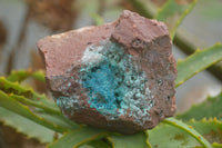 Natural Blue Drusy Chrysocolla Dolomite & Malachite Specimens  x 6 From Likasi, Congo - TopRock