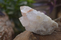 Natural White Cactus Flower Spirit Quartz Specimens x 12 From Boekenhouthoek, South Africa - Toprock Gemstones and Minerals