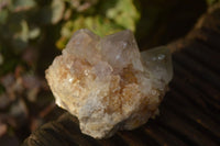 Natural White Cactus Flower Spirit Quartz Specimens x 12 From Boekenhouthoek, South Africa - Toprock Gemstones and Minerals