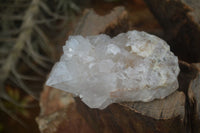 Natural White Cactus Flower Spirit Quartz Specimens x 6 From Boekenhouthoek, South Africa - Toprock Gemstones and Minerals