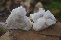 Natural White Cactus Flower Spirit Quartz Specimens x 6 From Boekenhouthoek, South Africa - Toprock Gemstones and Minerals