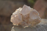Natural White Cactus Flower Spirit Quartz Specimens x 12 From Boekenhouthoek, South Africa - Toprock Gemstones and Minerals