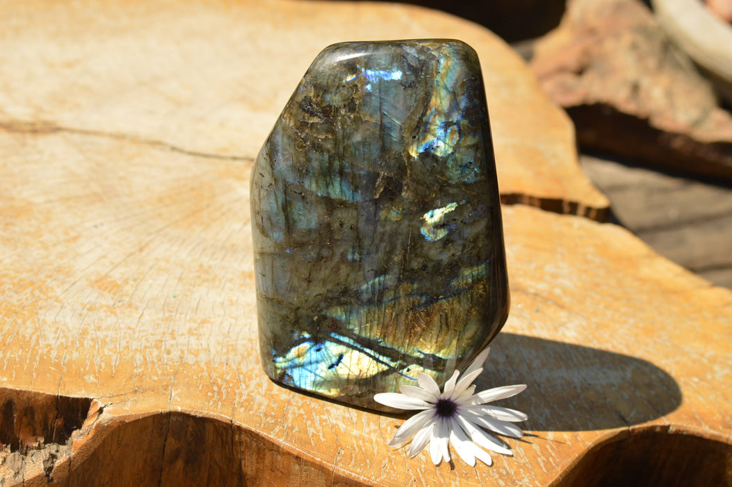 Polished Blue & Gold Labradorite Standing Free Form x 1 From Tulear, Madagascar - TopRock