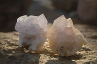 Natural White Cactus Flower Spirit Quartz Specimens x 12 From Boekenhouthoek, South Africa - Toprock Gemstones and Minerals