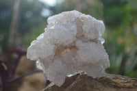 Natural White Cactus Flower Spirit Quartz Specimens x 6 From Boekenhouthoek, South Africa - Toprock Gemstones and Minerals