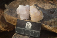 Natural White Cactus Flower Spirit Quartz Specimens x 12 From Boekenhouthoek, South Africa - Toprock Gemstones and Minerals