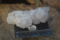 Natural White Cactus Flower Spirit Quartz Specimens x 6 From Boekenhouthoek, South Africa - Toprock Gemstones and Minerals