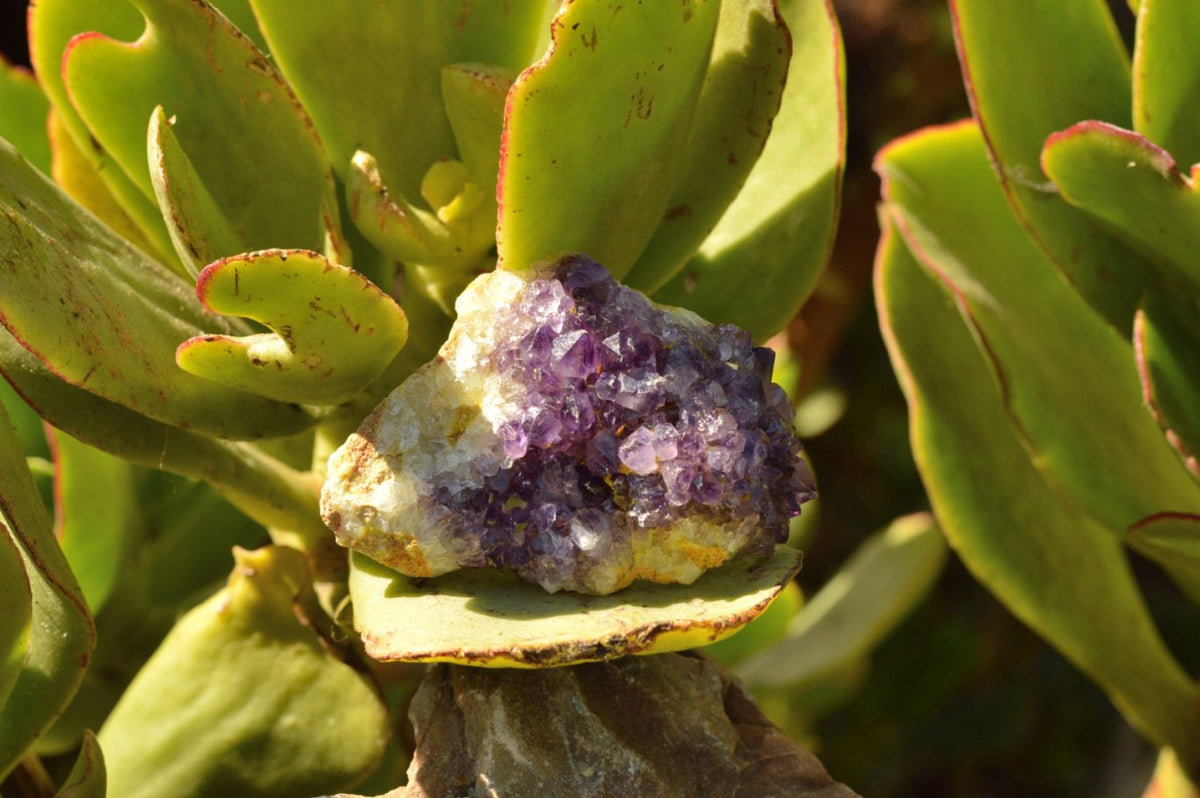Natural Lovely Dark "Amethystos" Amethyst Clusters x 20 From Kwaggafontein, South Africa - TopRock