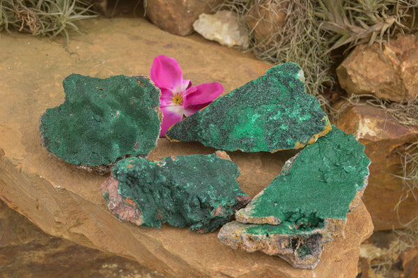 Natural Crystalline Micro Botryoidal Malachite Specimens  x 4 From Tenke Fungurume, Congo - TopRock