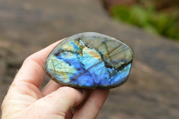 Polished Labradorite Standing Free Forms With Intense Blue & Gold Flash x 12 From Tulear, Madagascar - TopRock