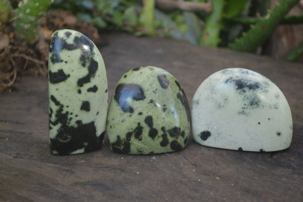 Polished Spotted Leopard Stone Standing Free Forms x 12 From