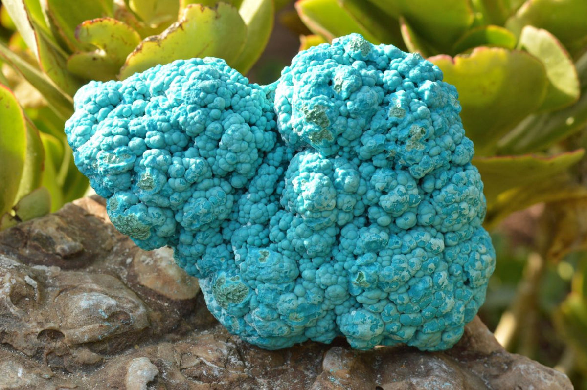 Natural Blue Botryoidal Chrysocolla Specimens x 2 From Kulukuluku, Congo - TopRock