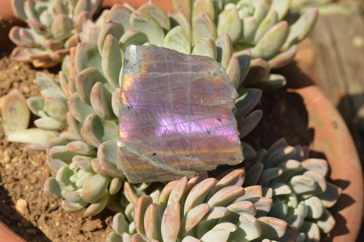 Polished One Side Polished Purple Labradorite Slices x 12 From Tulear, Madagascar - TopRock