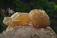 Natural Honey Aragonite Etched & Cobbed Pieces  x 35 From Namibia - Toprock Gemstones and Minerals