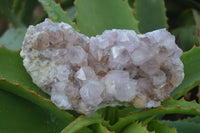 Natural Spirit Amethyst Quartz Clusters  x 6 From Boekenhouthoek, South Africa - Toprock Gemstones and Minerals