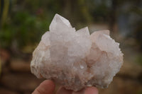 Natural Spirit Cactus Flower Quartz Clusters x 3 From Boekenhouthoek, South Africa - Toprock Gemstones and Minerals