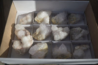 Natural White Cactus Flower Spirit Quartz Specimens x 12 From Boekenhouthoek, South Africa - Toprock Gemstones and Minerals