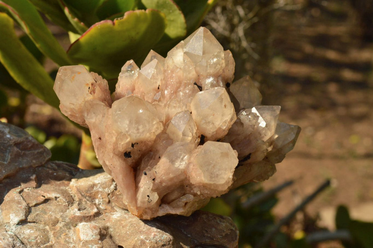 Natural Smokey Phantom Quartz Clusters x 2 From Luena, Congo - TopRock