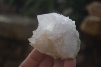 Natural White Cactus Flower Spirit Quartz Specimens x 12 From Boekenhouthoek, South Africa - Toprock Gemstones and Minerals