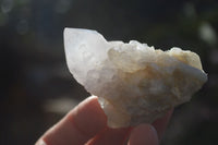 Natural White Cactus Flower Spirit Quartz Specimens x 12 From Boekenhouthoek, South Africa - Toprock Gemstones and Minerals