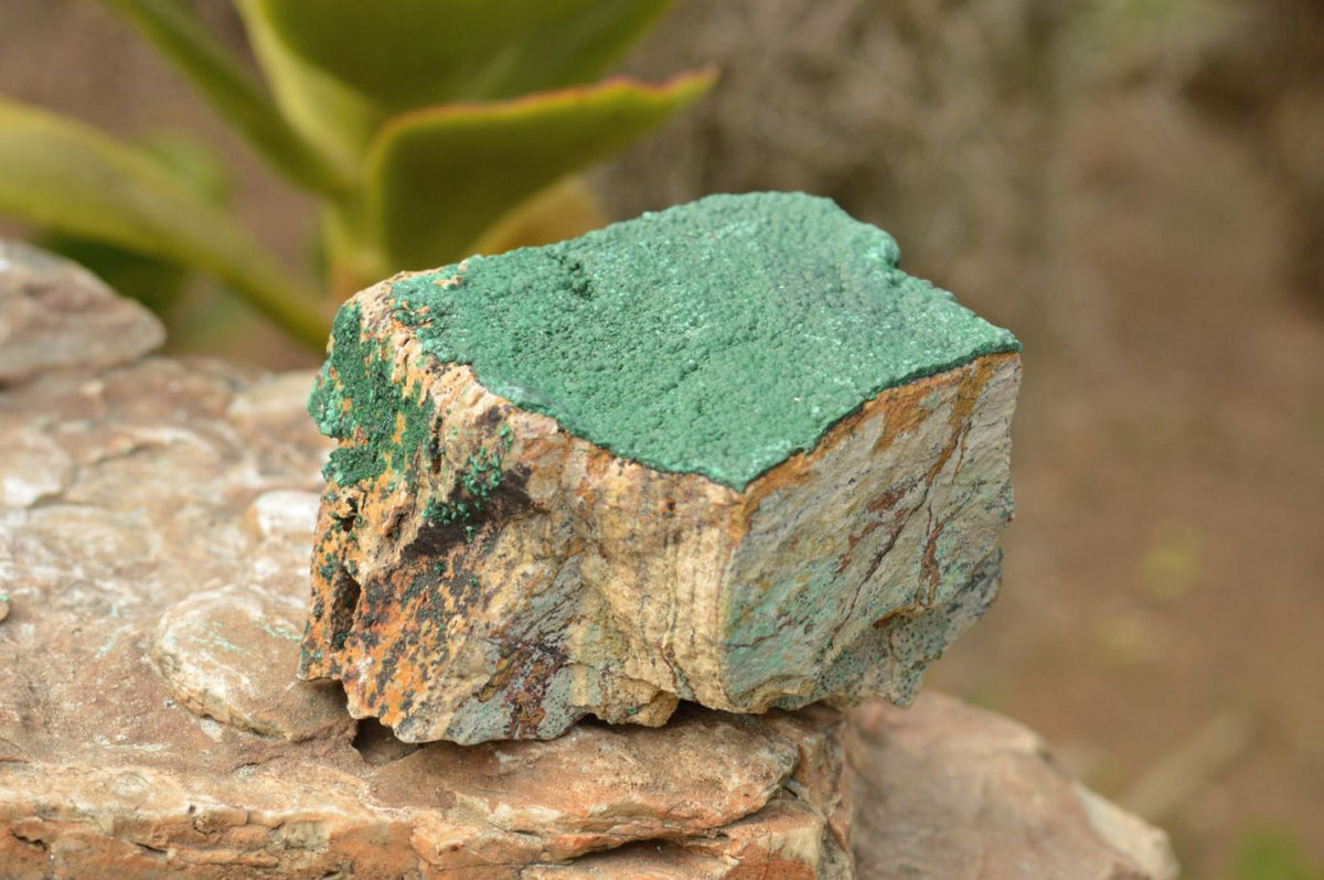 Natural Micro Botryoidal Malachite on Matrix Specimens x 6 From Tenke Fungurume, Congo - TopRock