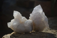 Natural White Cactus Flower Spirit Quartz Specimens x 12 From Boekenhouthoek, South Africa - Toprock Gemstones and Minerals