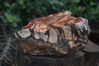Natural Rough Nguni Jasper Specimens  x 3 From Northern Cape, South Africa - Toprock Gemstones and Minerals