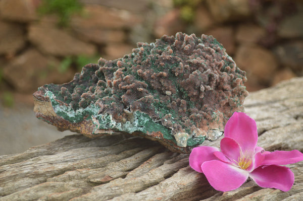Natural Crystalline Drusy Chrysocolla Dolomite Cabinet Specimen  x 1 From Likasi, Congo - TopRock