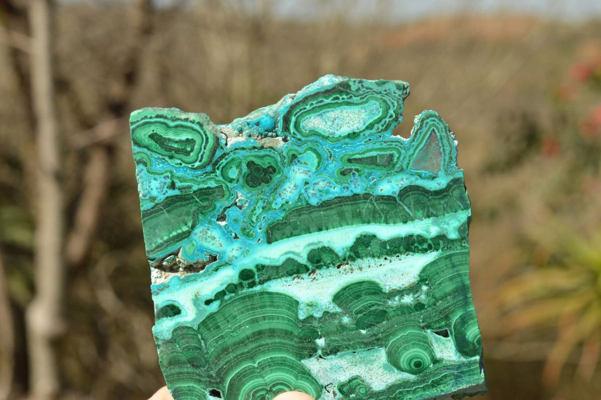 Polished Gorgeous Banded Malachite Slices With Chrysocolla Edging x 6 From Congo - TopRock