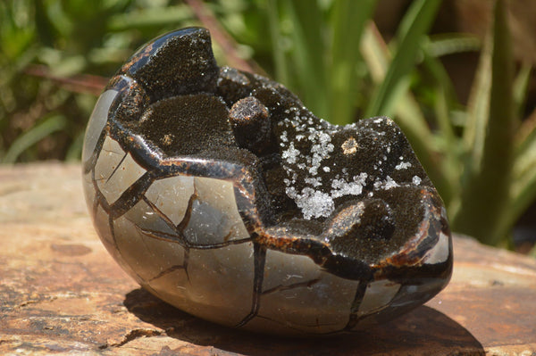 Polished Septaria Dragons Egg x 1 From Mahajanga, Madagascar - TopRock