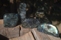Polished Labradorite Standing Free Forms With Blue & Gold Flash  x 6 From Tulear, Madagascar - Toprock Gemstones and Minerals