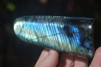 Polished Labradorite Standing Free Forms With Blue & Gold Flash  x 6 From Tulear, Madagascar - Toprock Gemstones and Minerals