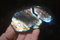 Polished Labradorite Standing Free Forms With Blue & Gold Flash  x 6 From Tulear, Madagascar - Toprock Gemstones and Minerals