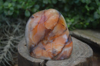 Polished Carnelian Agate Standing Free Forms  x 2 From Madagascar - Toprock Gemstones and Minerals