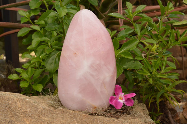 Polished Extra Large Stunning Rose Quartz Standing Display Free Form x 1 From Madagascar - TopRock