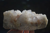 Natural White Cactus Flower Spirit Quartz Specimens  x 2 From Boekenhouthoek, South Africa - Toprock Gemstones and Minerals