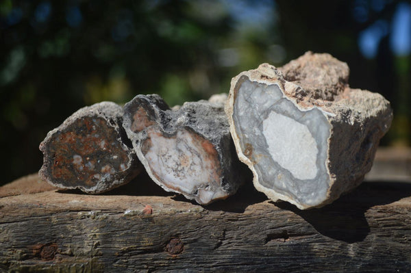 Polished Petrified Wood Branch Pieces  x 6 From Mahajanga, Madagascar - Toprock Gemstones and Minerals 